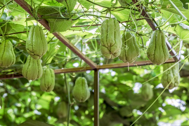 佛手瓜苗种植技术视频