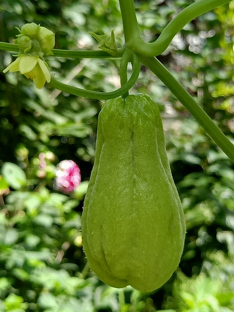 佛手瓜苗种植技术视频