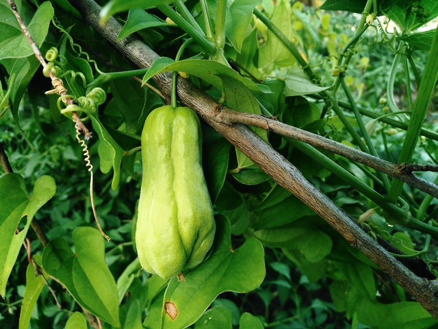 佛手瓜苗种植技术视频