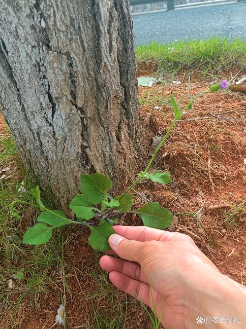 一点红种植技术