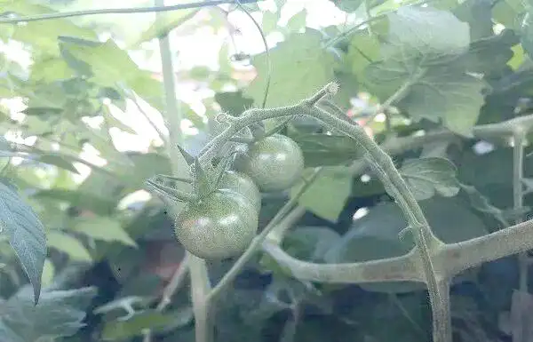 蕃茄如何种植技术