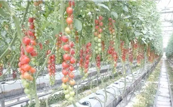 蕃茄如何种植技术