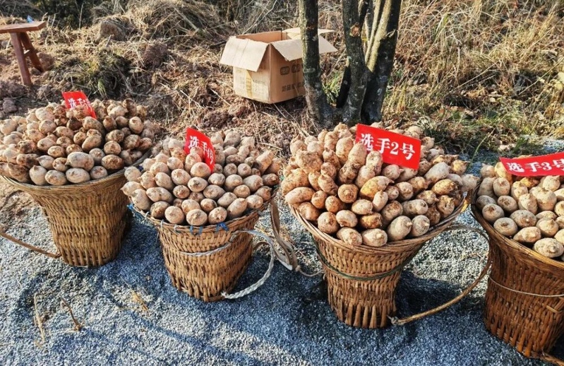 林下天麻种植技术