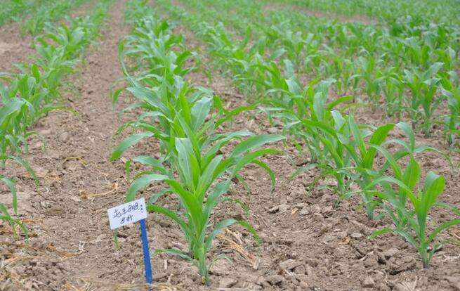 玉米高产种植技术
