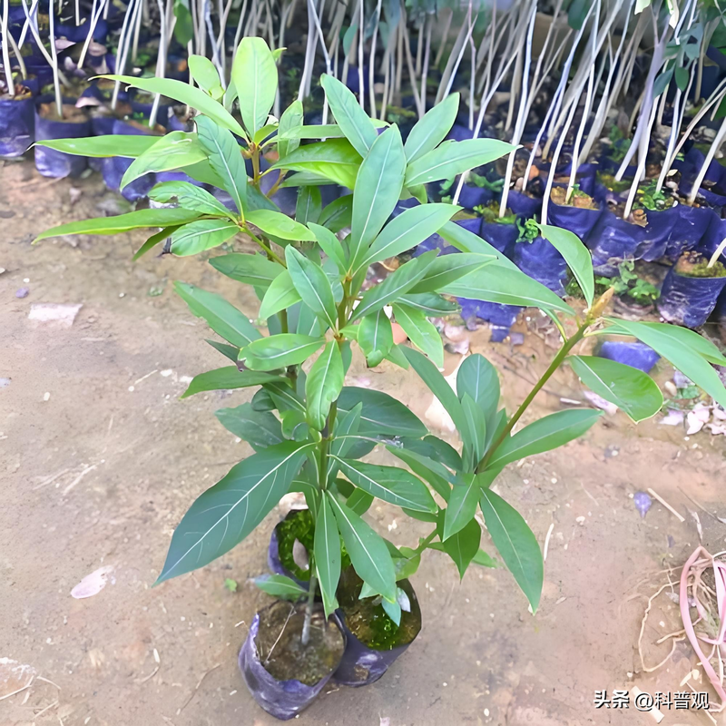 金丝楠木家具6件套价位