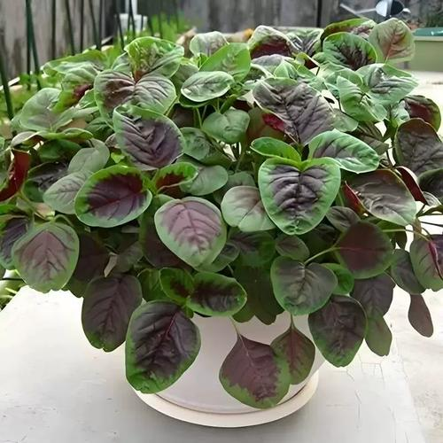 一点红种植栽培方法