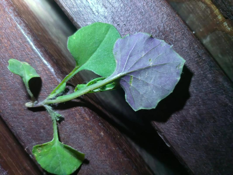 一点红种植技术