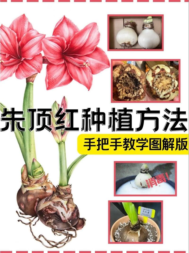 一点红种植技术