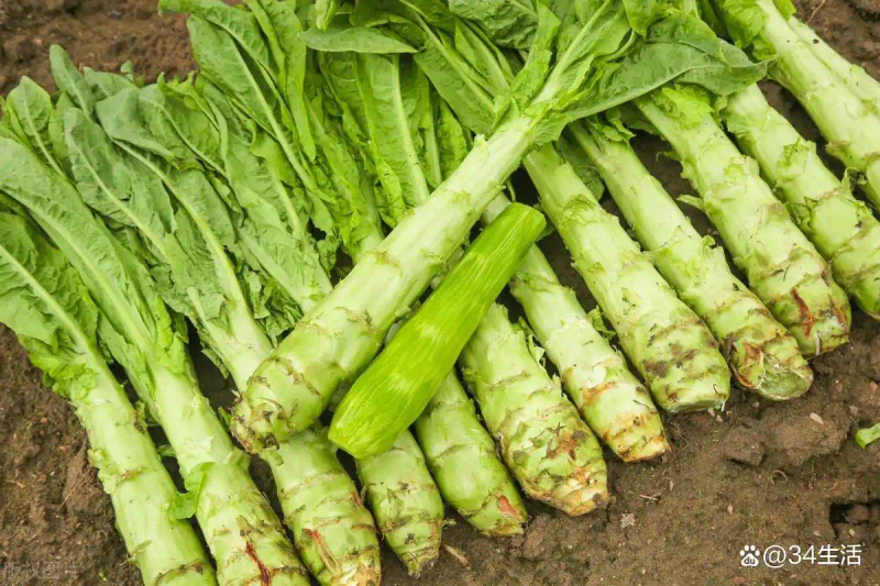 莴笋种植技术