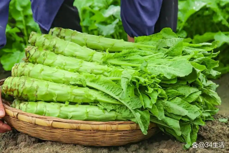 莴笋种植技术