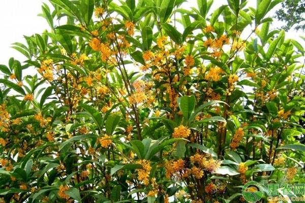 桂花苗怎么种植方法