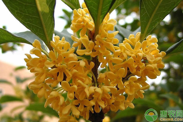 桂花苗怎么种植方法