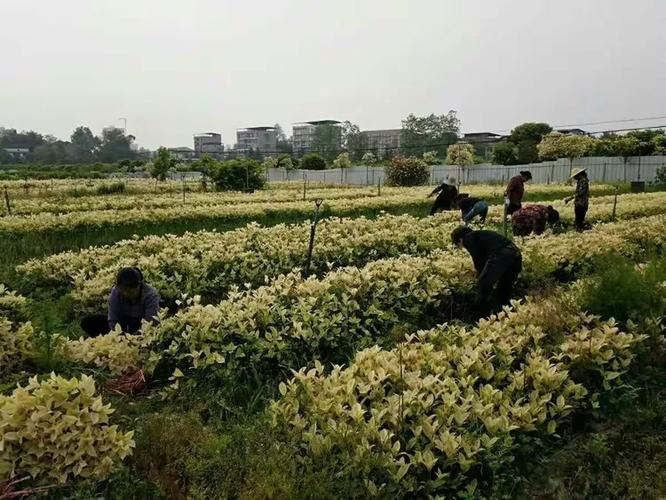 桂花苗怎么种植方法