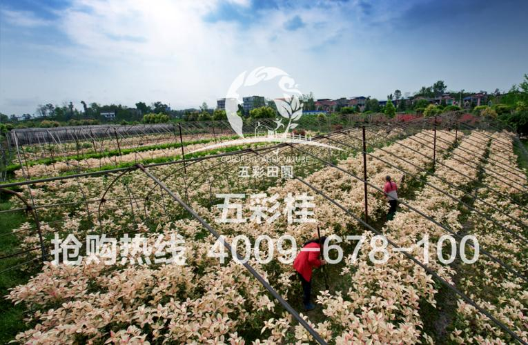 桂花苗怎么种植方法