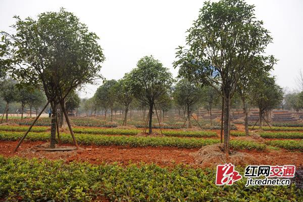 桂花苗怎么种植方法