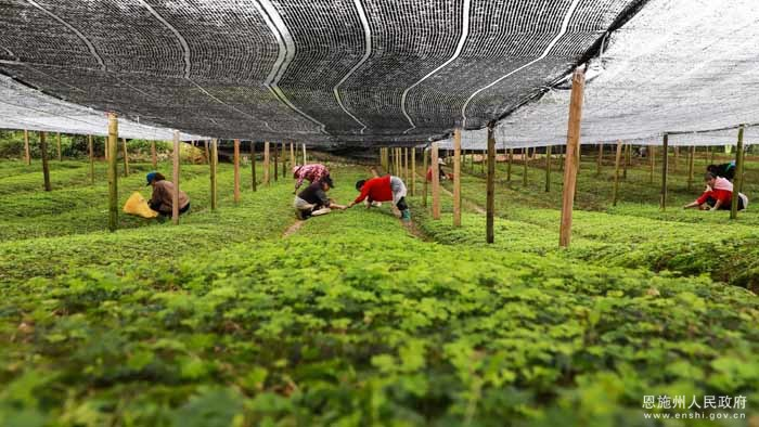 天麻种植技术书籍