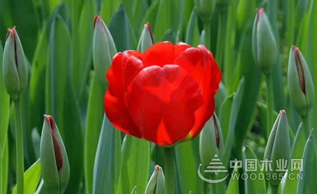 一点红种植技术