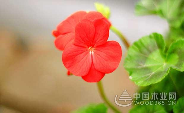 一点红种植技术