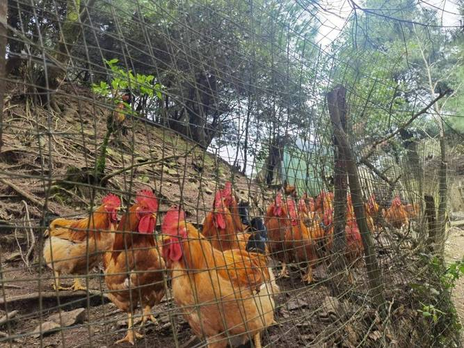 林下天麻种植技术