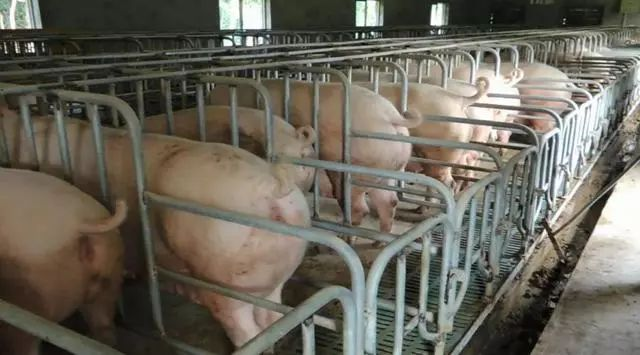 猪便秘的治疗方法