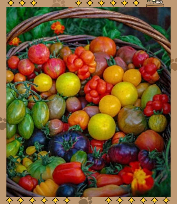 蕃茄如何种植技术