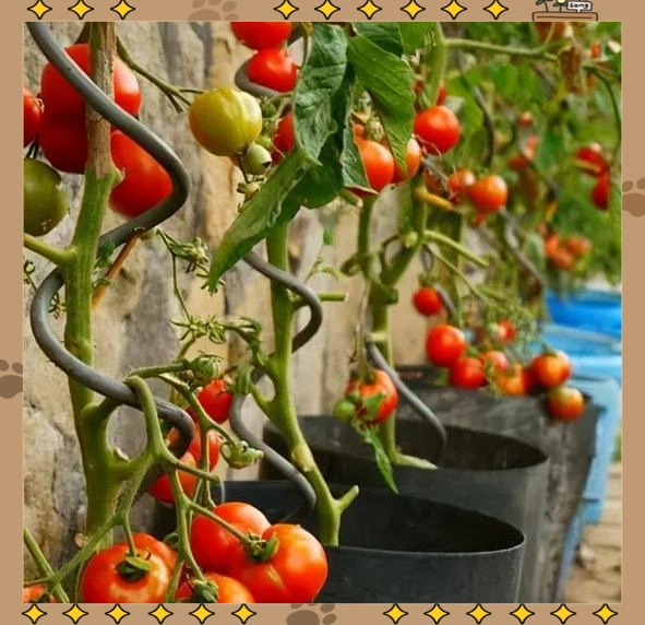 蕃茄如何种植技术