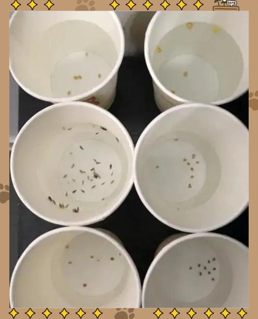 蕃茄如何种植技术