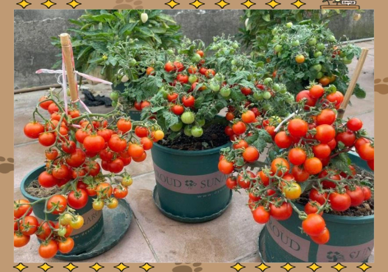 蕃茄如何种植技术