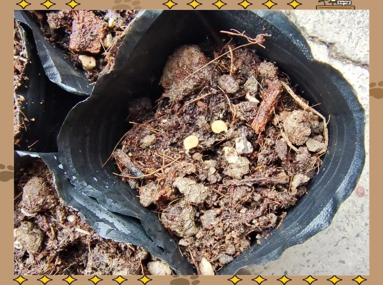 蕃茄如何种植技术