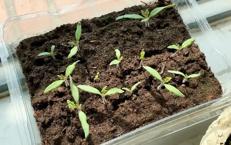 蕃茄如何种植技术