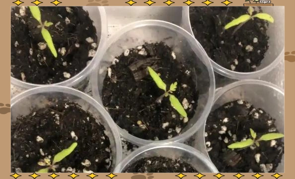 蕃茄如何种植技术