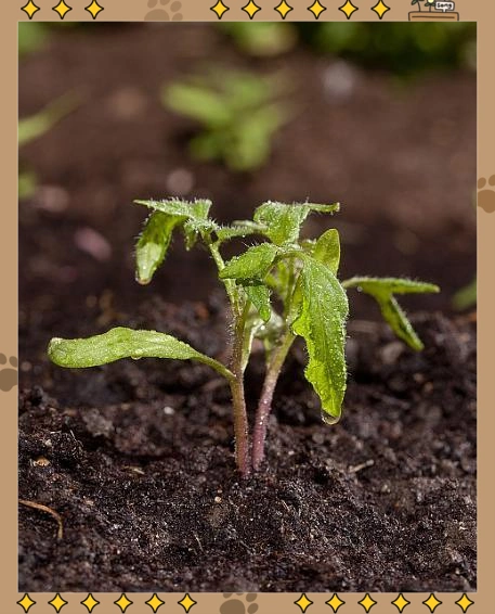 蕃茄如何种植技术