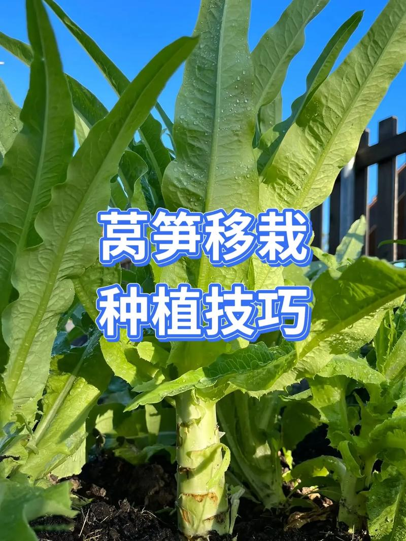 莴笋种植技术