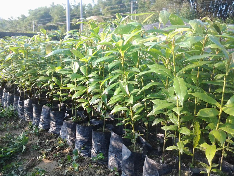 金丝楠木家具6件套价位