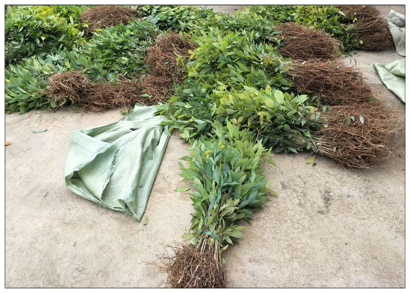 金丝楠木家具6件套价位