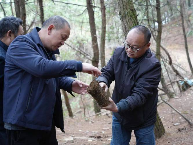林下天麻种植技术