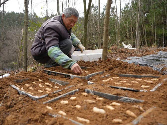 林下天麻种植技术