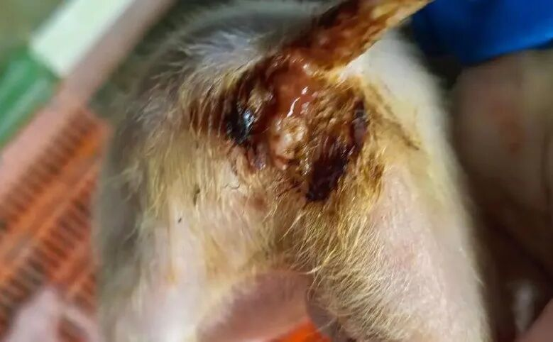 猪便秘的治疗方法