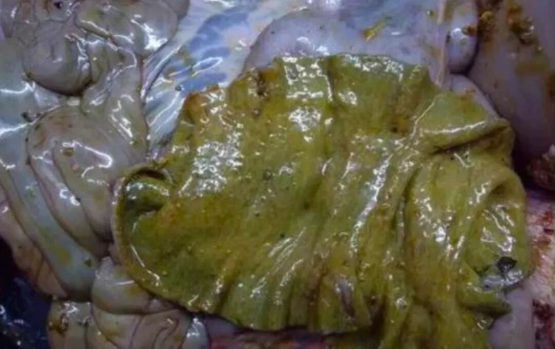 猪便秘的治疗方法