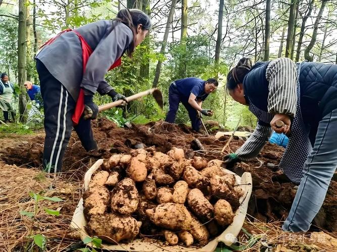 林下天麻种植技术