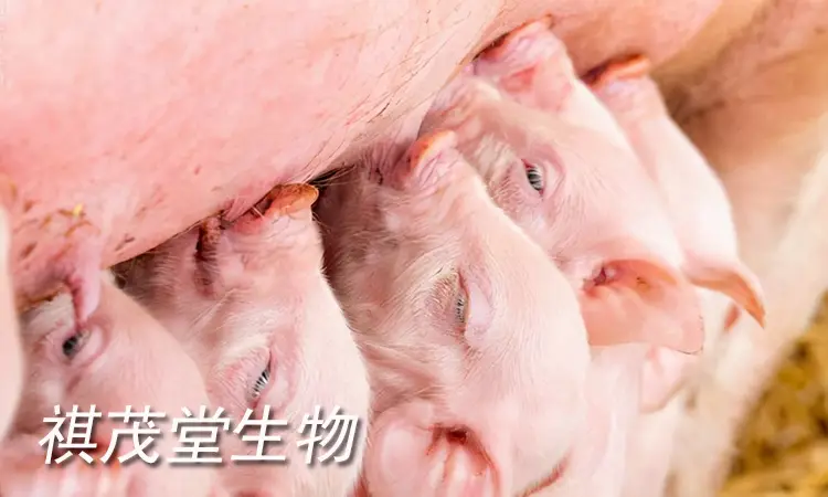 猪场出现僵猪、八字腿、奶胖子、腹泻怎么办?猪场常见问题的药物选择