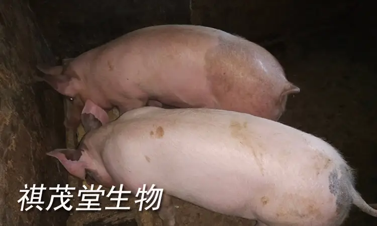 猪便秘的治疗方法