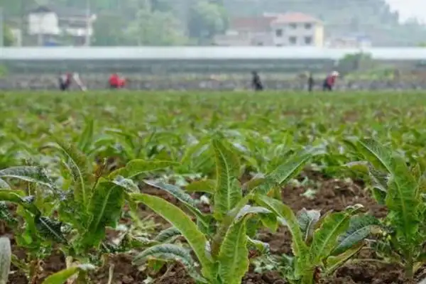 莴笋种植技术