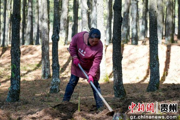 林下天麻种植技术