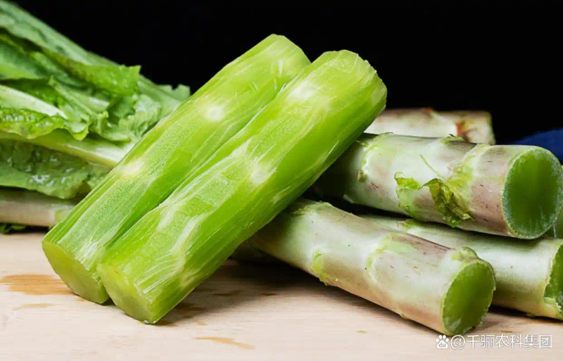 莴笋种植技术