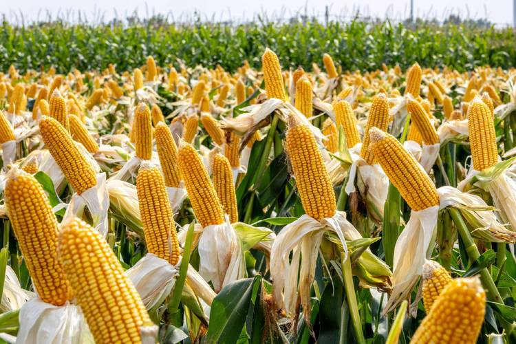 玉米高产种植技术