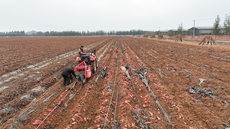 “黑科技”绘就“好丰景” 秦皇岛市卢龙县推广脱毒薯苗技术带动农户走上致富路