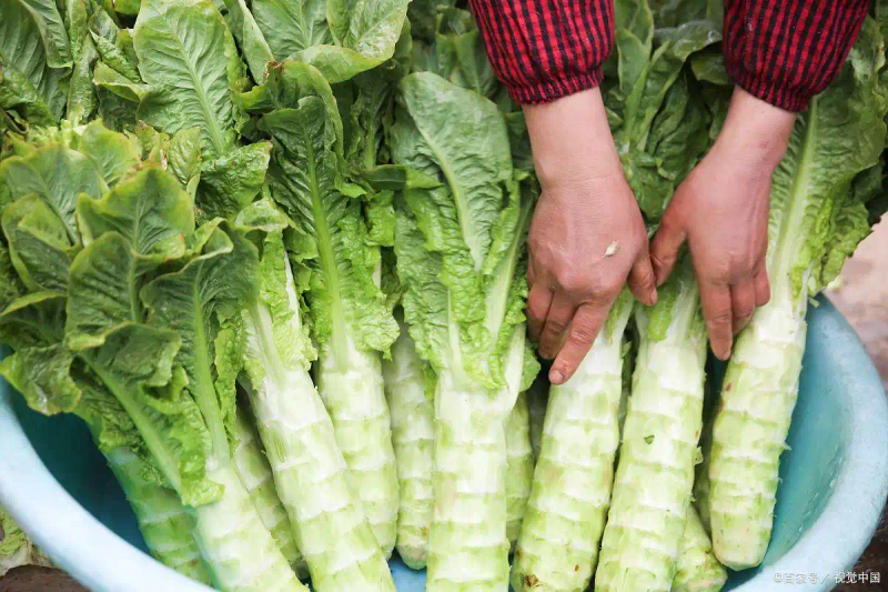 莴笋种植技术