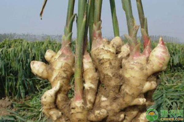 大姜种植技术视频大全