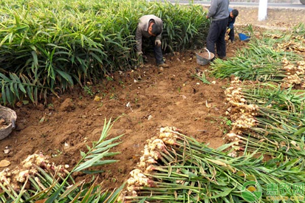 大姜种植技术视频大全